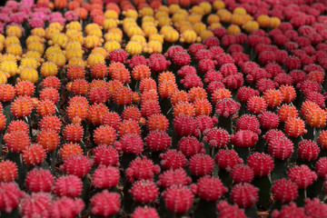 close up beautiful and colourful cactus