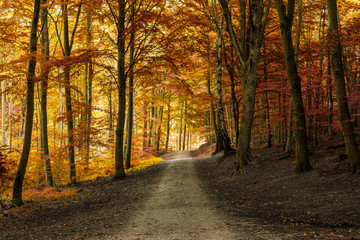 Autumn fall forest with pathway