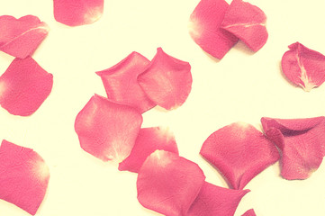 rose petals in vintage color style on mulberry paper texture for background
