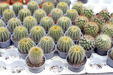 close up beautiful and colourful cactus