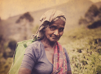 Tea Picker Picks Leaves As She Looks At The Camera Concept