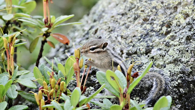 Siberian chipmunk (Tamias sibiricus) eating rhododendron