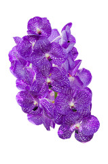 orchid flower