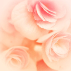 sweet color rose petal in soft and blur style on mulberry paper texture
