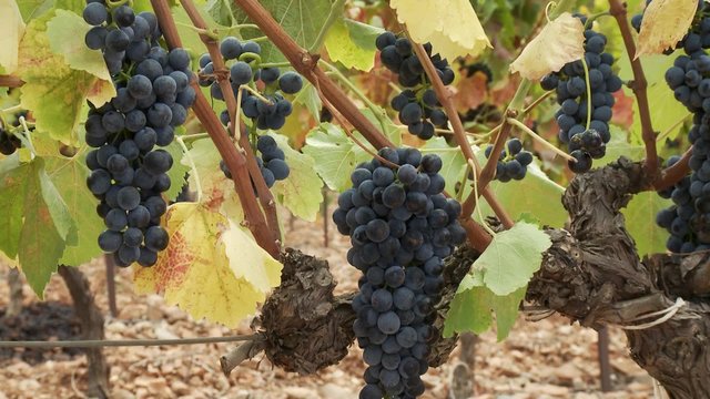 Raisins sur pied de vigne (gros plan)