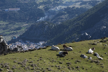 Vacas en las alturas con la localidad de Grazalema al fondo. P.N. Sierra de Grazalema.