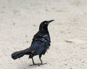 Great-tailed Grackle