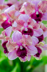 orchid flower
