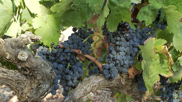 Raisins sur pied de vigne (plan rapproch&eacute;)