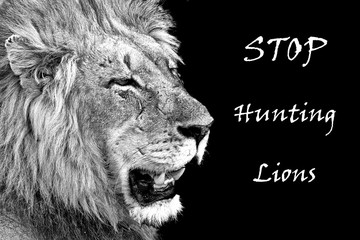 Stop hunting Lions