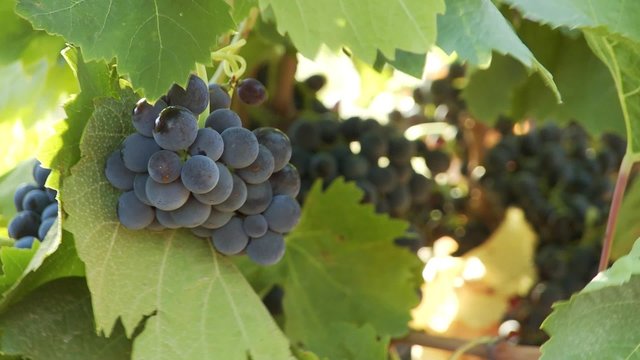 Raisins sur pied de vigne (gros plan)