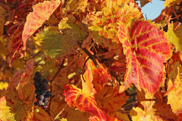 Vigne en automne