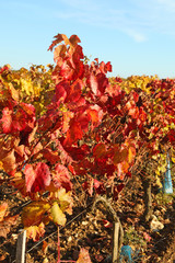 Vigne en automne