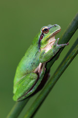 Ranita meridional