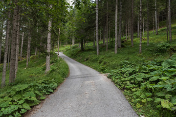 Road inside a forest in the italian dolomites