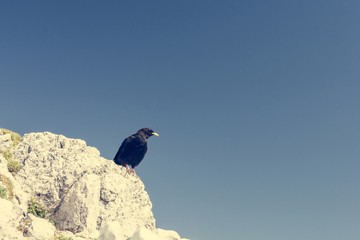 Alpine chough.