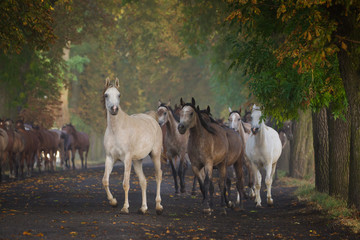 Herd of arabian horses in chesnut avenue
