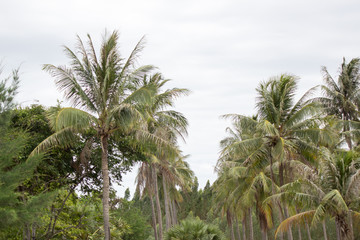 Fototapeta premium coconut tree with sky background