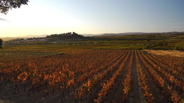 Vignoble en Languedoc-Roussillon