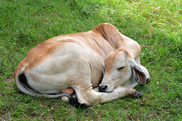 Naklejka na ściany i meble Cow sleeping on the grass
