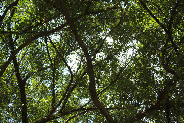 Fototapeta premium Blur tree shade on summer