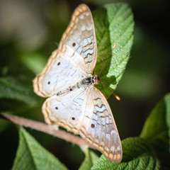 White Peacock Anartia Jatrophae