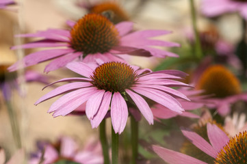 Steingarten; Trockenmauer; Roter Sonnenhut