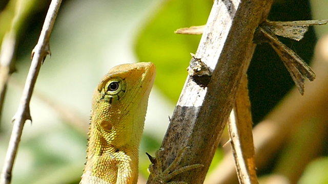 Chameleon on branch in rain forest, slow motion