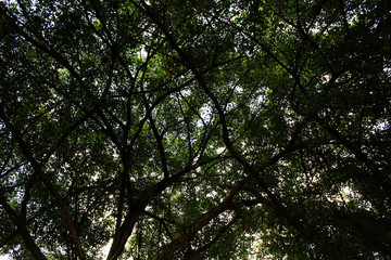 Fototapeta premium tree shade on summer