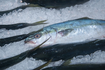 fresh fish on ice