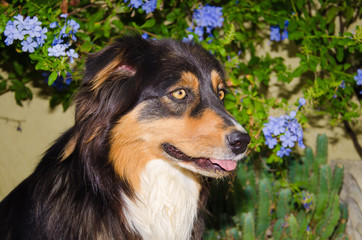 Primo piano di un pastore australiano