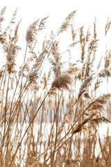 Fototapeta premium Obskurne łodygi trzciny