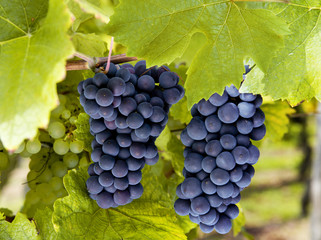 Blaue Weintrauben am Weinstock
