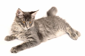 Obraz premium Chaton Maine Coon
