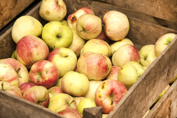 Organic apples on old vintage weathered wooden crate closeup