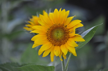Sunflower