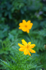 Obraz premium yellow flower on green background