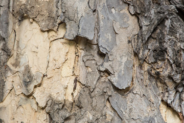 Tree bark texture background