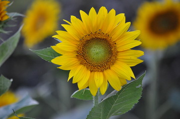 Sunflower