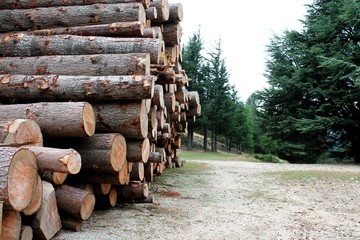 Tronc de bois, Cévennes