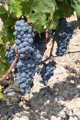 Vineyards in rows. Seedlings vines.Graft of the vines.