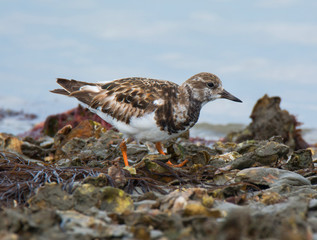 Ruddy Turnstone on the Shore of Gulf of America