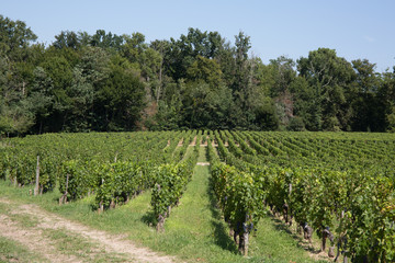 Fototapeta na wymiar Vineyards in rows. Seedlings vines.Graft of the vines.