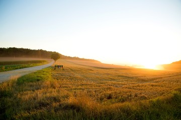 Obraz premium Sunset over a harvested field