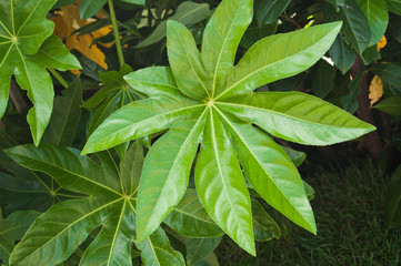 feuilles de  cassava