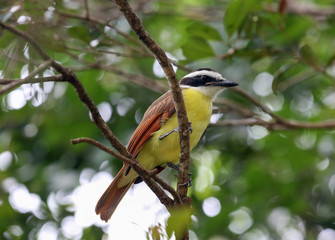 Great Kiskadee