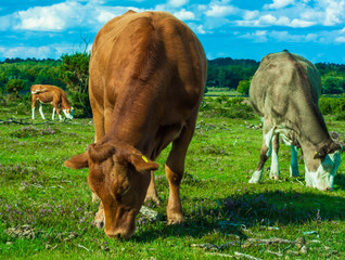 Brown and grey cows