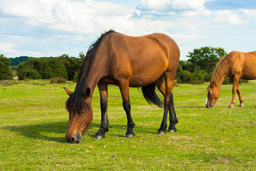 Brown horses