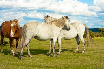 Brown horse with white horses