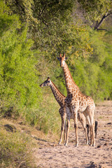 Two giraffe crossing dry river bed looking for fresh trees